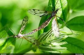 Attēlu rezultāti vaicājumam “Belbodamaeus sp.”