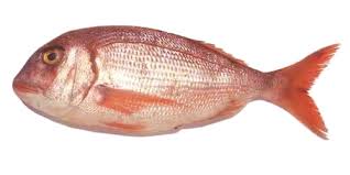 Image result for Pagrus