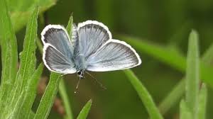 Attēlu rezultāti vaicājumam “Plebejus argus male”