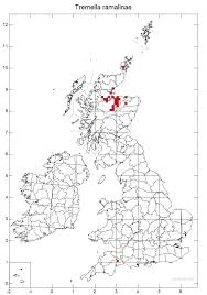 Attēlu rezultāti vaicājumam “Tremella ramalinae”