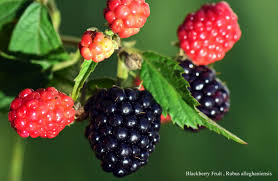 Attēlu rezultāti vaicājumam “Rubus nessensis fruit”