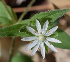 Attēlu rezultāti vaicājumam “Stellaria crassifolia”