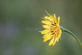 Attēlu rezultāti vaicājumam “Tragopogon pratensis subsp. pratensis flower”