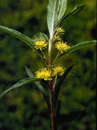 Attēlu rezultāti vaicājumam “Lysimachia thyrsiflora”