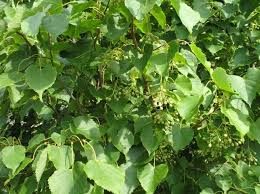 Attēlu rezultāti vaicājumam “Tilia amurensis”