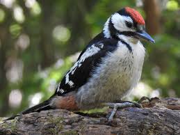 Attēlu rezultāti vaicājumam “Dendrocopos major juvenile”