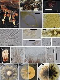 Attēlu rezultāti vaicājumam “Comatricha elegans var. microspora spores”