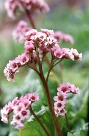 Attēlu rezultāti vaicājumam “Bergenia crassifolia flower”