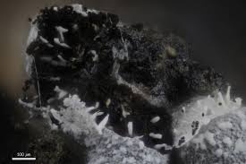 Attēlu rezultāti vaicājumam “Badhamia affinis sessile”