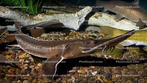 Image result for Scaphirhynchus platorynchus