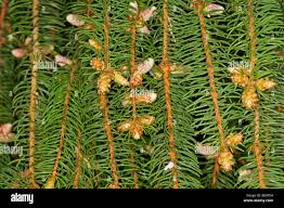 Attēlu rezultāti vaicājumam “Picea abies male flower”