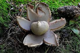 Attēlu rezultāti vaicājumam “Geastrum rufescens”