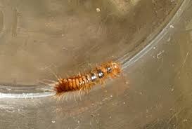 Attēlu rezultāti vaicājumam “Megatoma undata”