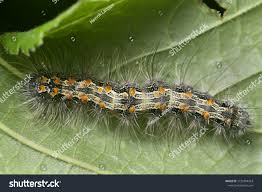 Attēlu rezultāti vaicājumam “Lithosia quadra female”