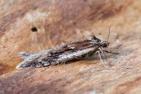 Attēlu rezultāti vaicājumam “Semioscopis avellanella imago”