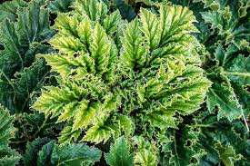 Attēlu rezultāti vaicājumam “Heracleum sosnowskyi leaf”