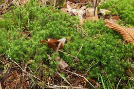 Attēlu rezultāti vaicājumam “Polytrichales”