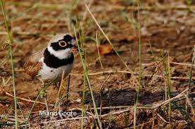 Attēlu rezultāti vaicājumam “Charadrius dubius adult”