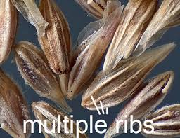 Attēlu rezultāti vaicājumam “Poa remota bud”