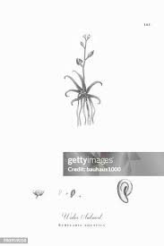 Attēlu rezultāti vaicājumam “Subularia aquatica”