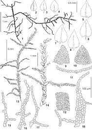 Attēlu rezultāti vaicājumam “Thuidium”