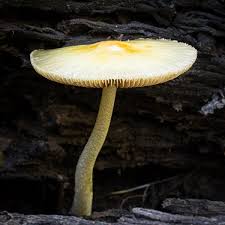 Attēlu rezultāti vaicājumam “Bolbitius vitellinus”