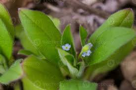 Attēlu rezultāti vaicājumam “Myosotis sparsiflora flower”