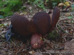 Attēlu rezultāti vaicājumam “Sutorius luridiformis”