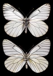 Attēlu rezultāti vaicājumam “Aporia crataegi female”