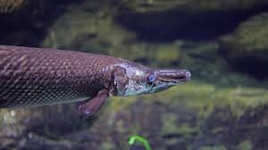 Image result for Lepisosteus osseus