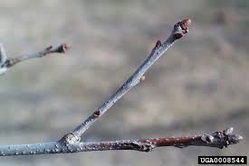 Attēlu rezultāti vaicājumam “Quercus rubra bud”