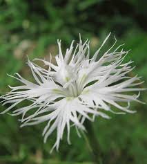 Attēlu rezultāti vaicājumam “Dianthus arenarius leaf”