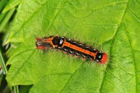 Attēlu rezultāti vaicājumam “Euproctis similis”