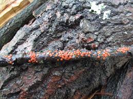 Attēlu rezultāti vaicājumam “Peniophora rufa”