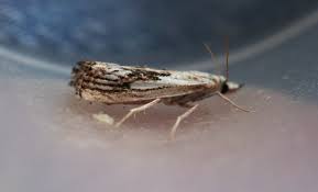 Attēlu rezultāti vaicājumam “Catoptria falsella”