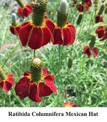 Image result for Ratibida columnifera