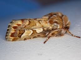 Attēlu rezultāti vaicājumam “Panolis flammea”