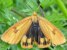 Attēlu rezultāti vaicājumam “Diacrisia sannio female”