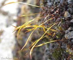 Attēlu rezultāti vaicājumam “Grimmia pulvinata sporophyte”