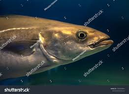 Image result for Pollachius pollachius