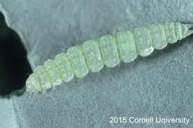 Attēlu rezultāti vaicājumam “Orthosia miniosa larva”