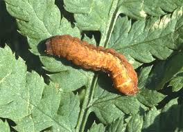 Attēlu rezultāti vaicājumam “Diarsia brunnea”