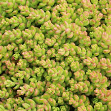 Attēlu rezultāti vaicājumam “Sedum album leaf”