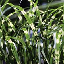 Image result for Miscanthus sinensis Zebrina