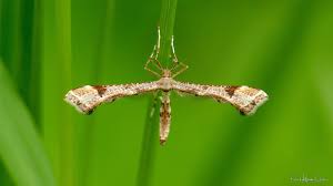 Attēlu rezultāti vaicājumam “Platyptilia gonodactyla”