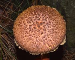 Attēlu rezultāti vaicājumam “Boletales”