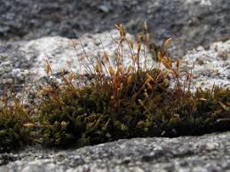 Attēlu rezultāti vaicājumam “Didymodon rigidulus sporophyte”