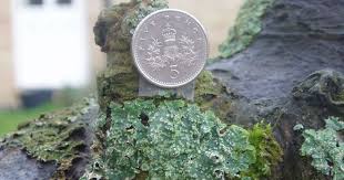 Attēlu rezultāti vaicājumam “Punctelia subrudecta”