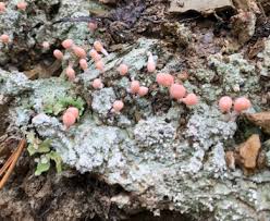 Attēlu rezultāti vaicājumam “Dibaeis baeomyces”