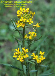 Attēlu rezultāti vaicājumam “Erysimum cheiranthoides leaf”